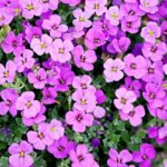 L’art du renouveau : le temps du Printemps